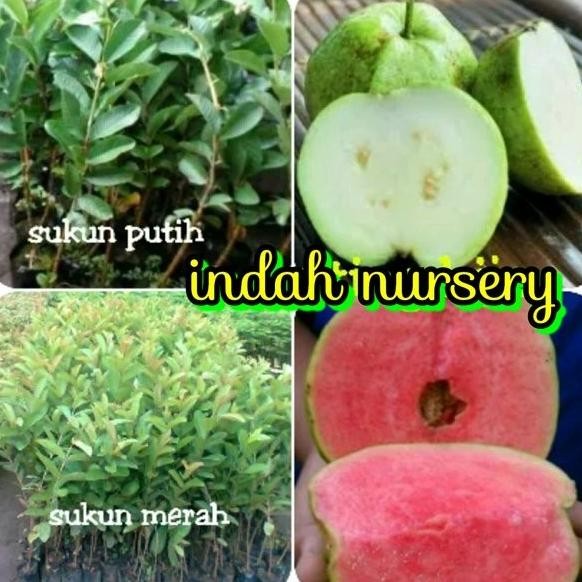 PREMIUM paket 2 jenis bibit jambu sukun merah & sukun putih