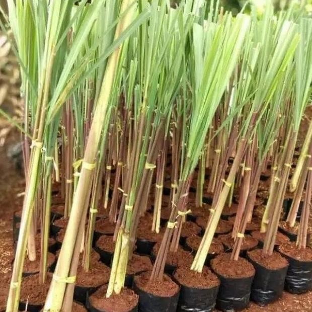 

Terlaris Tanaman Herbal Sereh Merah Wangi Tanaman Obat Berkhasiat Sereh Merah