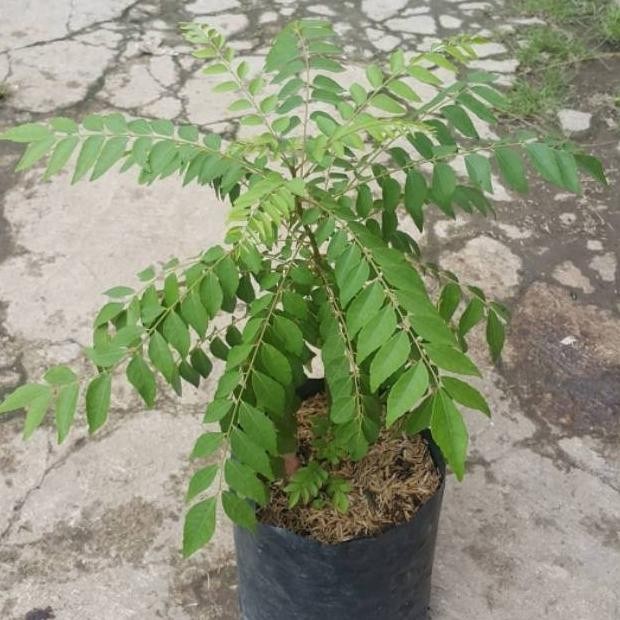 

Terlaris Bibit Tanaman Salam Koja Daun Kari