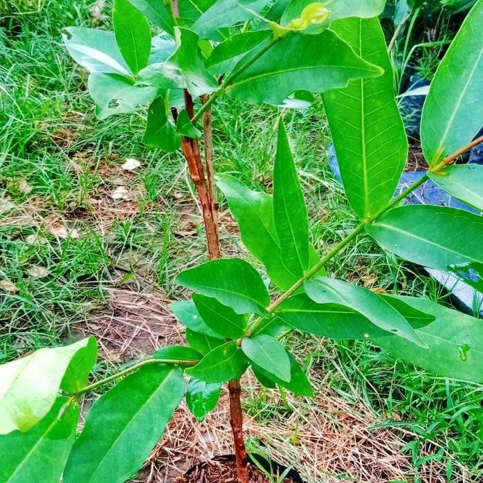 

Terlaris Bibit Jambu Aer 4Dimensi 1Pohon 4Jenis
