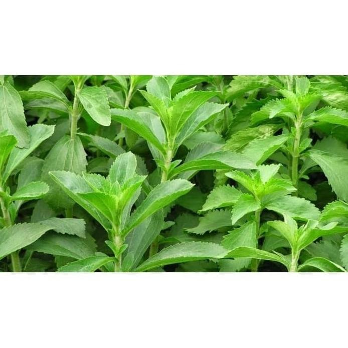 

Terlaris Bibit Tanaman Herbal Stevia ( Daun Manis )