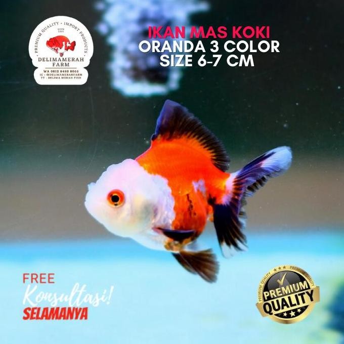 Terlaris Ikan Mas Koki Oranda 3 Color Size 6-7 Cm Imut Free Pelet