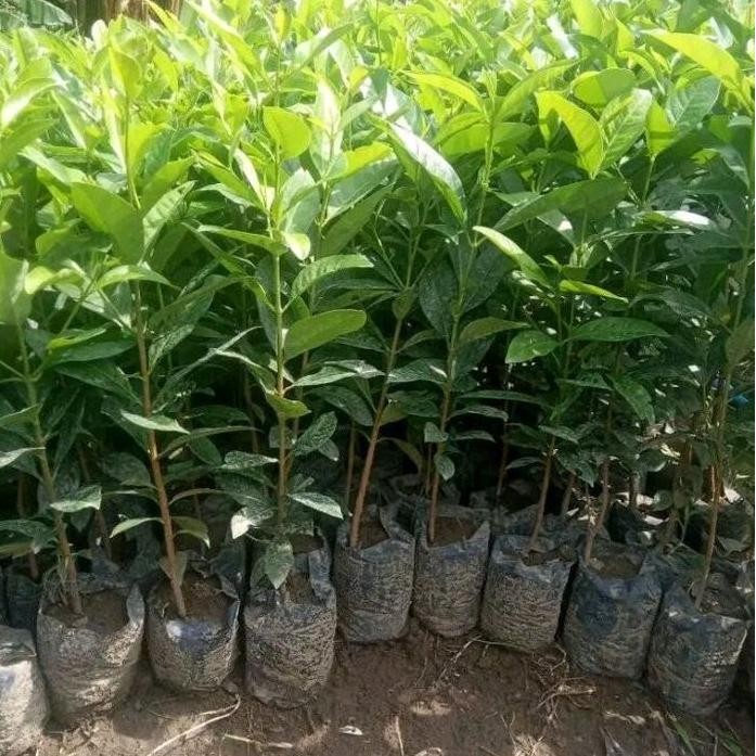 

Terlaris Bibit Salam Bibit Daun Salam Bumbu Masak