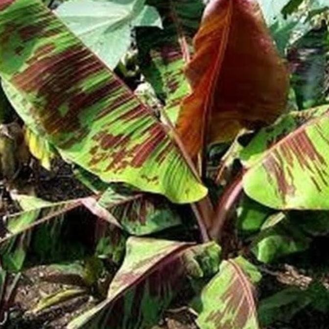 Pr0Mo Bibit Tanaman Pisang Merah Sumatra PREMIUM