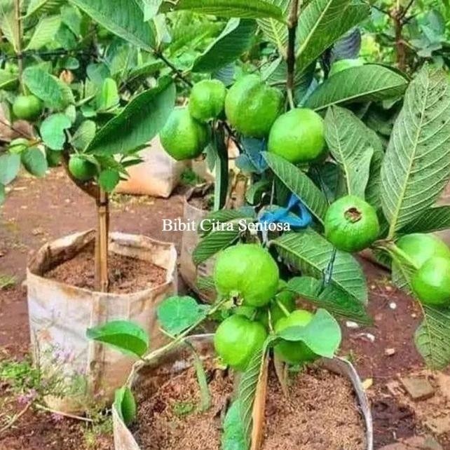 

Terlaris Bibit Buah Jambu Kristal Cangkok Jumbo Kualitas Unggulan