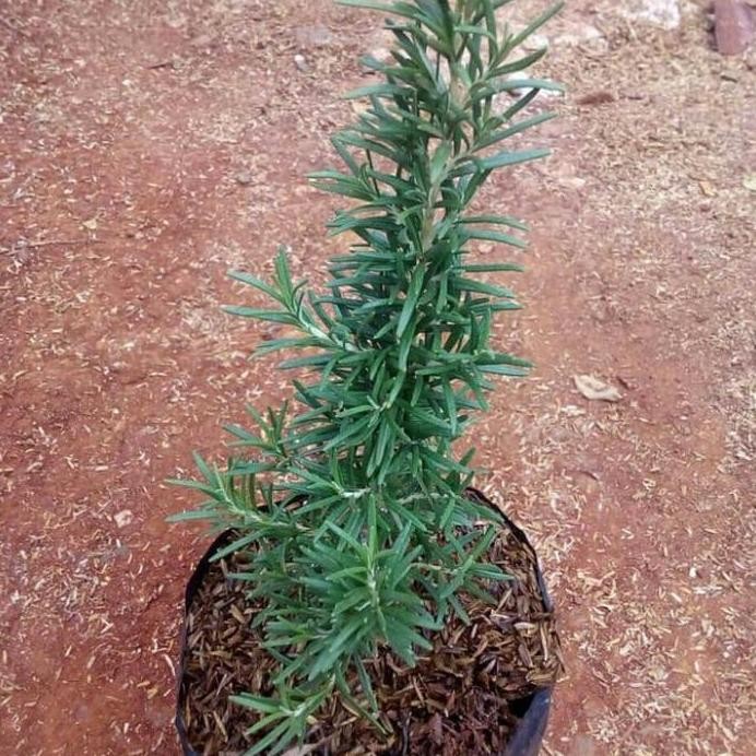 

Terlaris Tanaman Herbal Rosmeli - Rosmeli Anti Pengusir Nyamuk