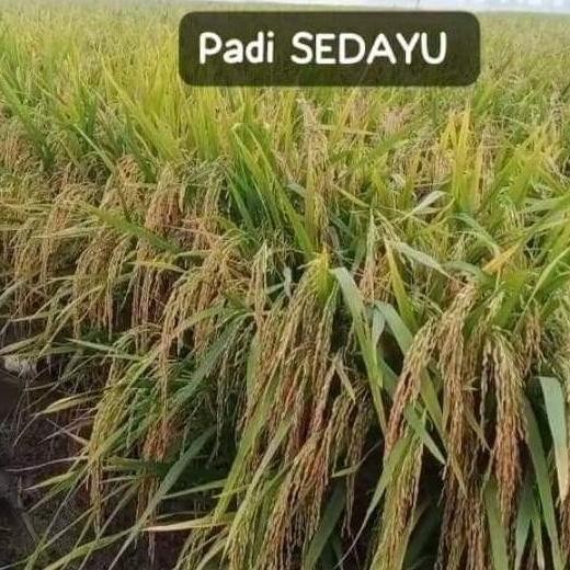 

Terlaris Benih Padi Sedayu Kemasan 5Kg Padi Unggul Dengan Bobot Yang Mantap, Anakan Banyak, Batang Kokoh Tahan Rebah Kualitas Premium Stok Terbaru