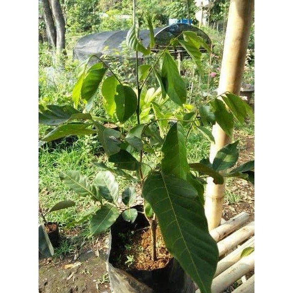 bibit pohon rambutan rapiah-ropiah ISTIMEWA