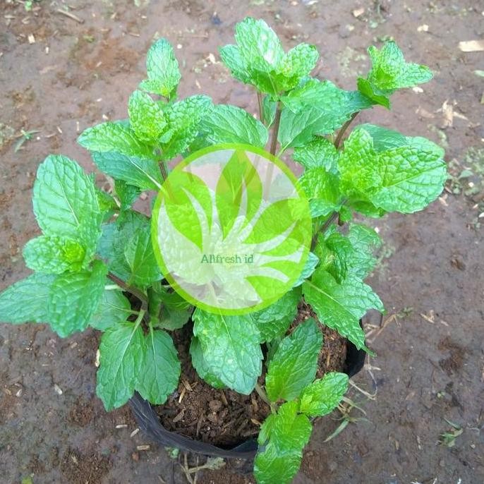 

Terlaris Bibit Tanaman Mint Seapermint Daun Mint Herbal