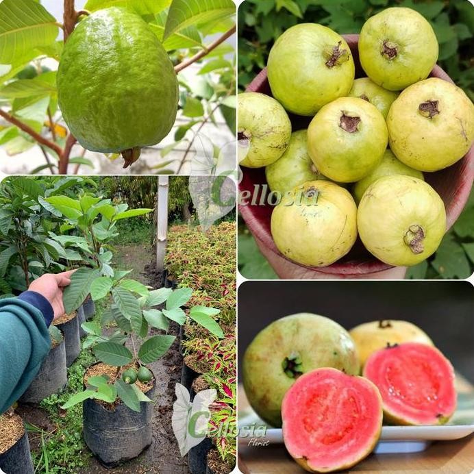 

Terlaris Bibit Tanaman Buah Jambu Bangkok Merah (Sudah Besar Dan Berbuah)