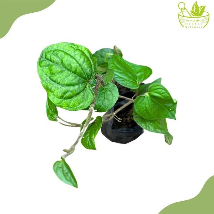 

Terlaris Tanaman Herbal Daun Sirih Hijau/ Bibit Tanaman Obat Daun Sirih Hijau