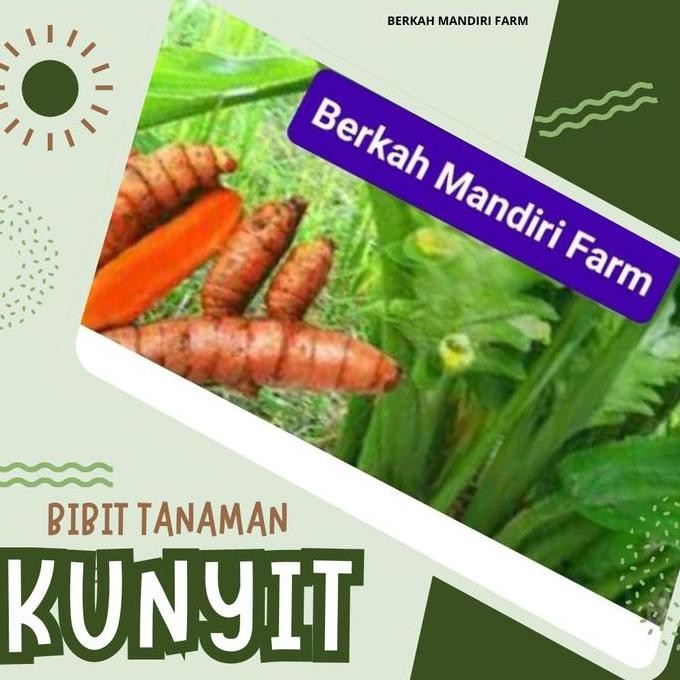

Terlaris Kunyit Kuning - Kunir - Bibit Tanaman Herbal Kunyit Kunir
