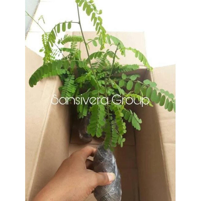 

Terlaris Tanaman Pohon Daun Saga Herbal