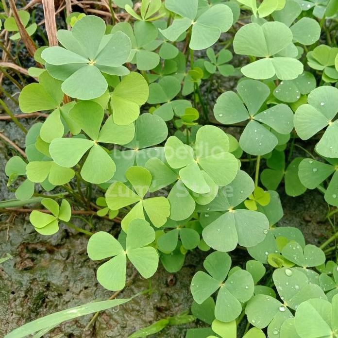 

Terlaris Tanaman Herbal~Daun Semanggi Segar~Untuk Mengatasi Radang Tenggorokan