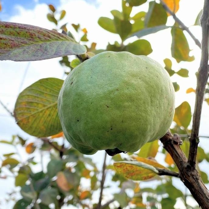 

Terlaris Bibit Tanaman Buah Jambu Kristal (Tanpa Biji)/Seedless Guava