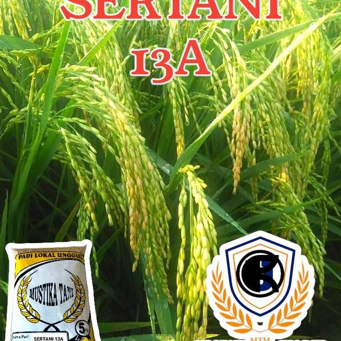 

Terlaris Benih Padi Sertani 13A 5Kg