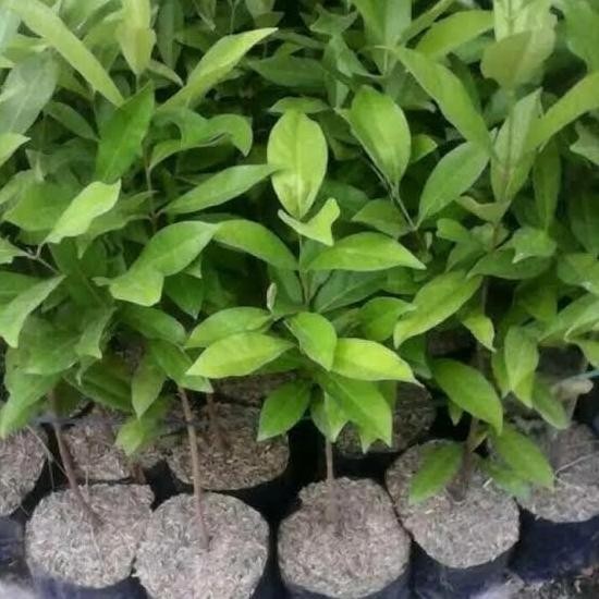 

Terlaris Bibit Tanaman Pohon/Daun Salam Bumbu Masakan