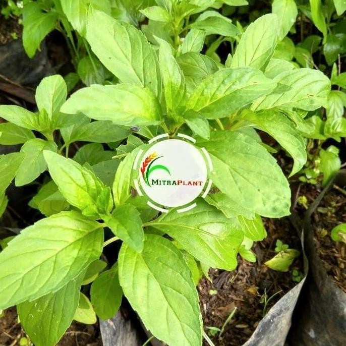

Terlaris Bibit Tanaman Daun Peppermint - Pohon Daun Mint - Tanaman Herbal Murah