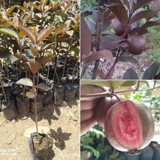 

Terlaris Bibit Jambu Australia Merah Hasil Okulasi Cepat Berbuah | Jambu Australia Original Merah