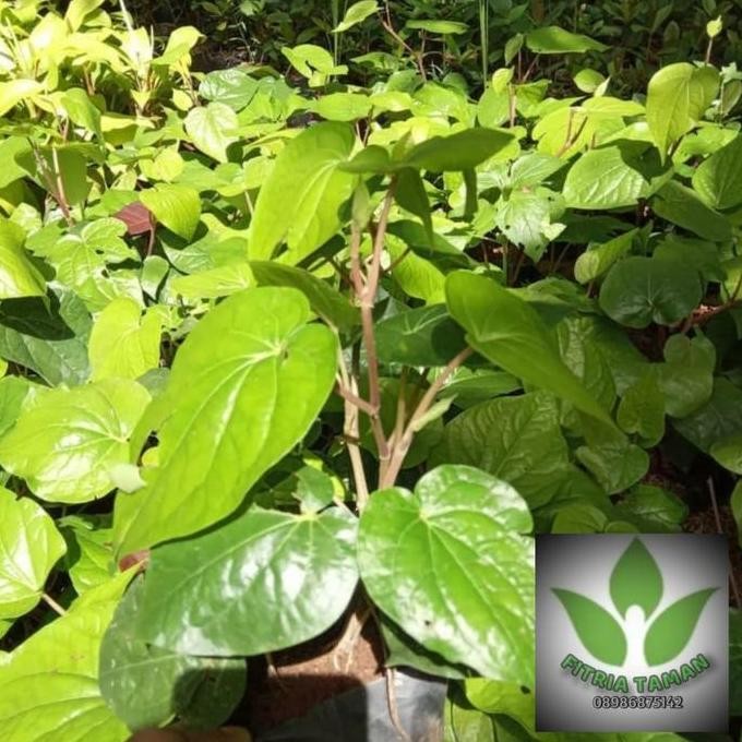 

Terlaris Tanaman Hias Herbal Obat Sirih Hijau