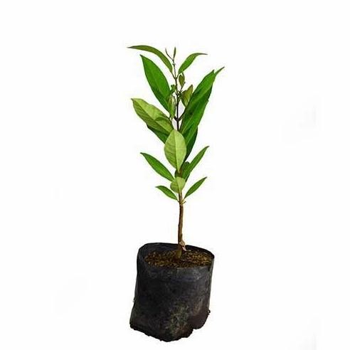 

Terlaris Bibit Tanaman Daun Salam Rempah Super
