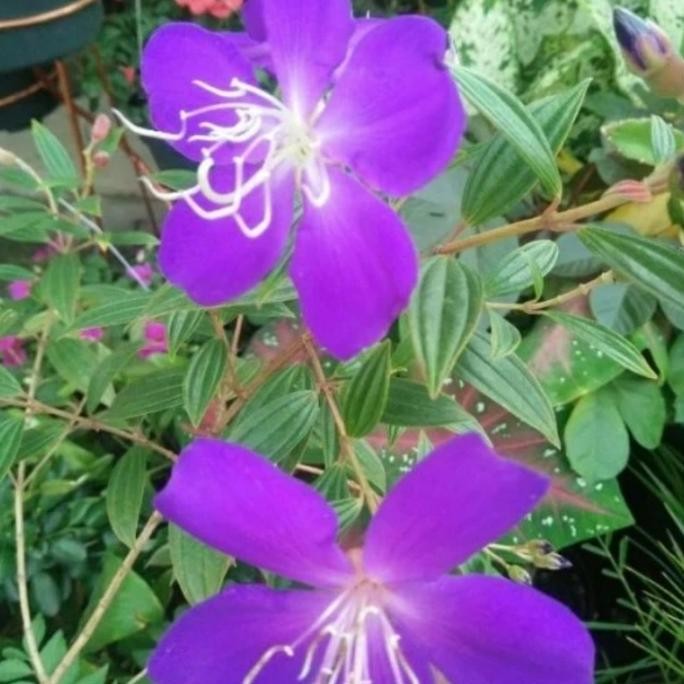 

Terlaris Tanaman Herbal Harendongan - Tanaman Herbal Senggani Ungu