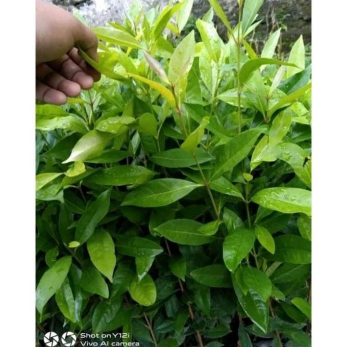 

Terlaris Bibit Daun Salam Unggul Super