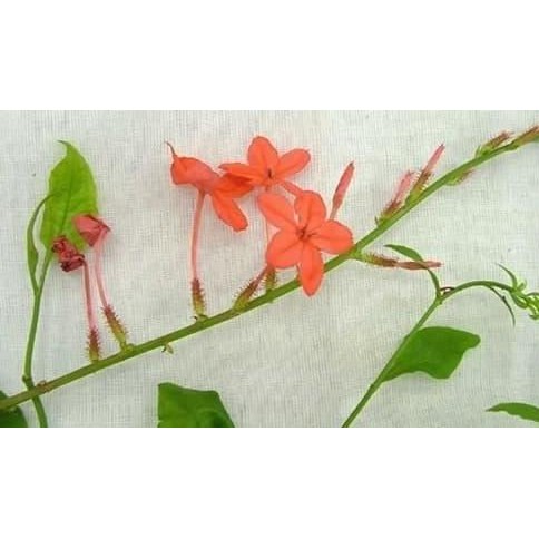 

Terlaris Bibit Tanaman Herbal Ceraka Merah