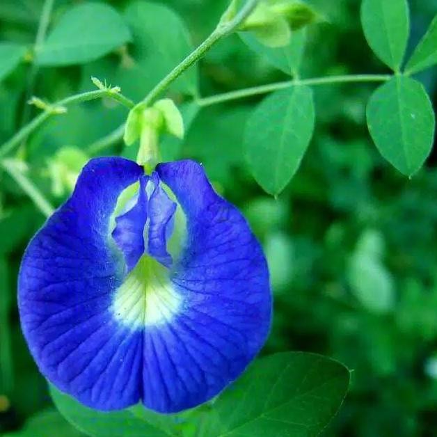 

Terlaris Tanaman Herbal Kembang Teleng | Tanaman Herbal |Kembang Teleng