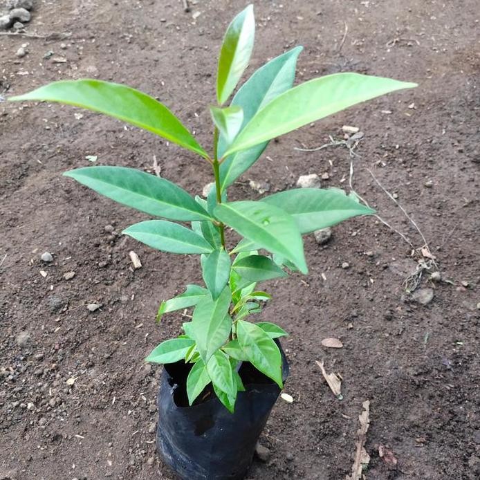 

Terlaris Bibit Pohon Salam Daun Bumbu