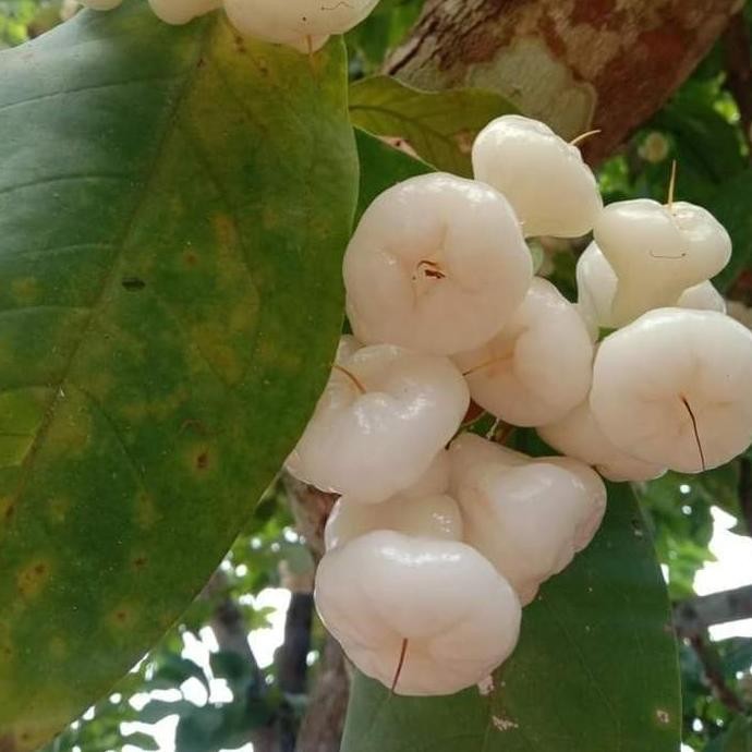 

Terlaris Bibit Tanaman Buah Jambu Air Kancing Putih Okulasi Cepat Berbuah