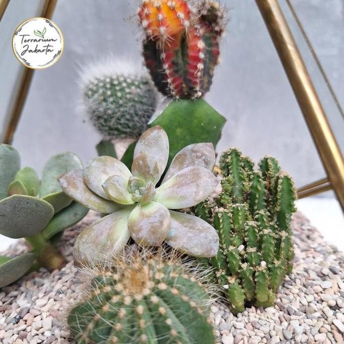 ready  Piramidies - Terrarium Kaktus - Terarium - (DIY) KIT Terrarium