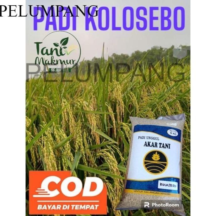 

Terlaris Padi Benih Padi Kolosebo Kemasan 5Kg