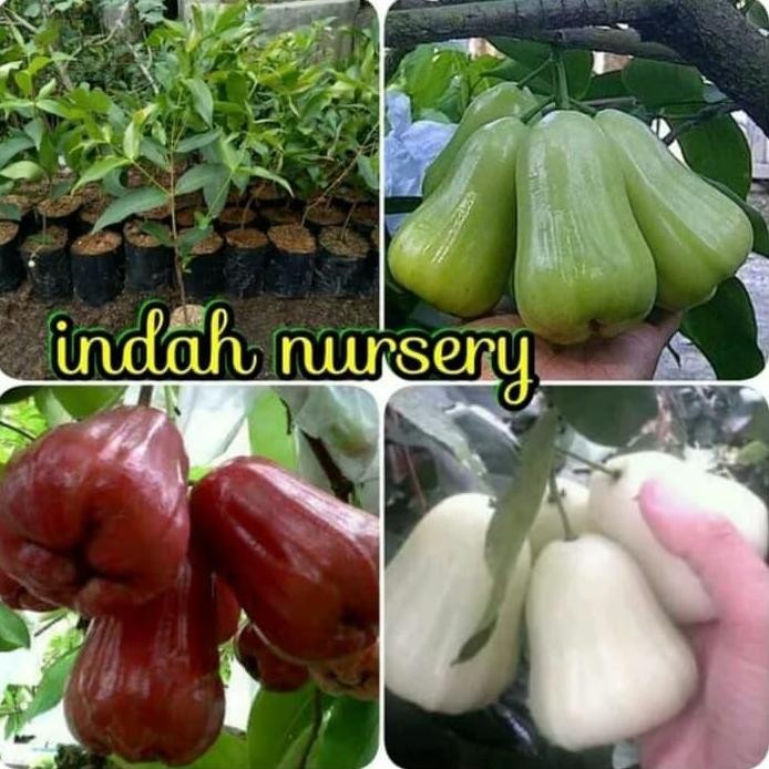 

Terlaris Paket 3 Jenis Bibit Buah Jambu Madu Deli Susu Deli Hijau Deli Merah