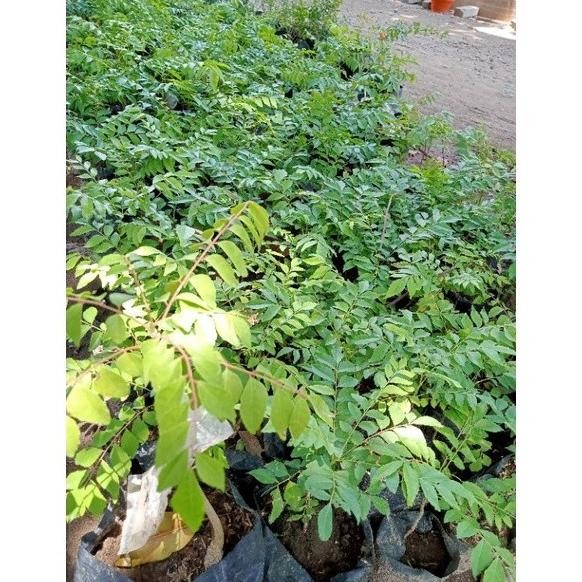 

Terlaris Ff Bibit Taman Salam Koja Daun Kari Pohon Kari Bibit Kari Untuk Bumbu