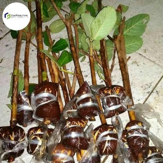 

Terlaris Bibit Fresh Cangkok Jambu Kristal