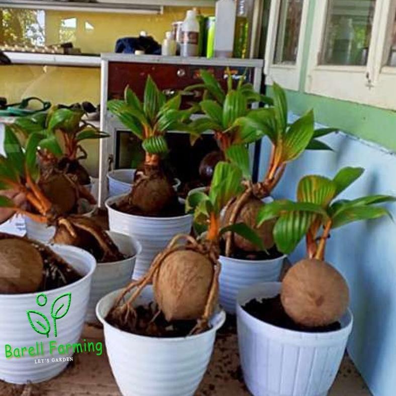Tanaman Hias Bonsai Kelapa Sudah Jadi Bibit Unggul Dijamin Berkualitas - Savanan Bonsai