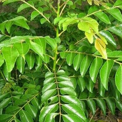 

Terlaris Terlaris!! Bibit Tanaman Pohon Salam Koja Bibit Daun Salam Koja Bibit