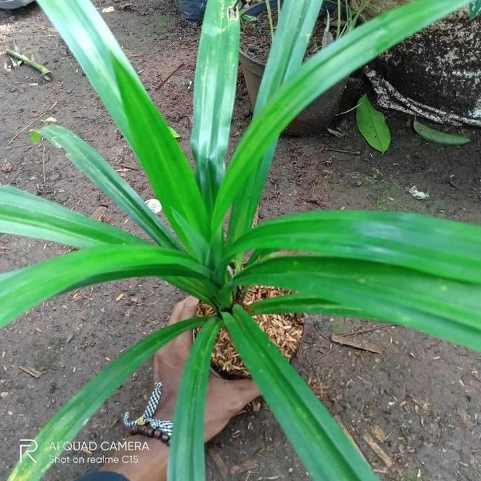 

Terlaris 2 Paket Hemat Tanaman Herbal/Pandan Wangi/Pohon Pandan Wangi