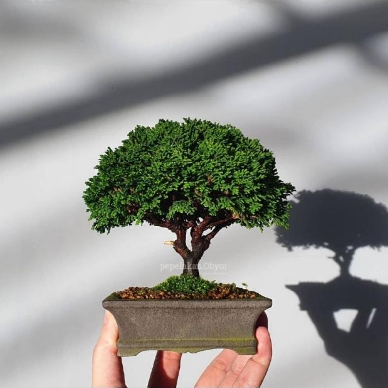 Tanaman Hias Bonsai Shito Cemara Hinoki Cypress Japan Daun Super Micro Original - Ekonomis Bonus Pot