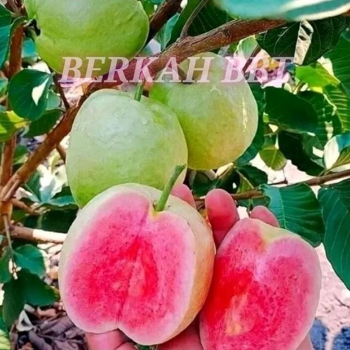 

Terlaris Benih/Bibit Jambu Kristal Merah