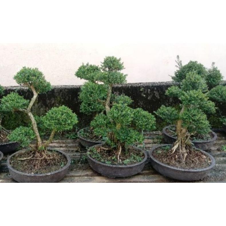 Tanaman Hias Bonsai Cendrawasih Sudah  Bulatan Jadi Tinggal Pajang - Savanan Bonsai