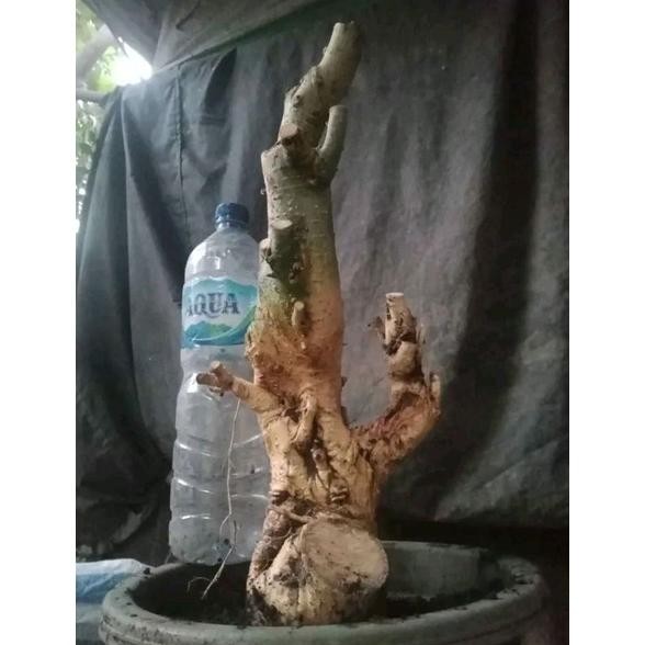 Tanaman Hias Dongkelan Bonsai Serut Medium.20K - Savanan Bonsai