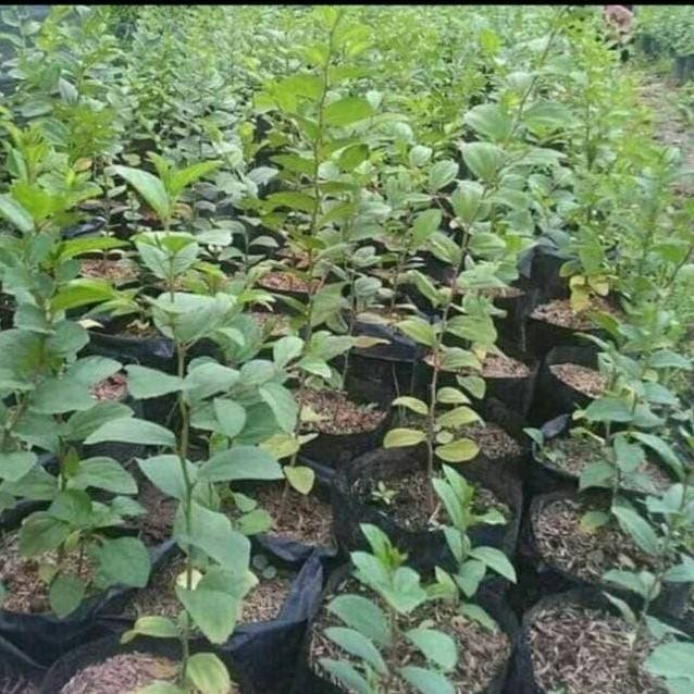 

Terlaris Tanaman Hias Herbal Bidara Arab