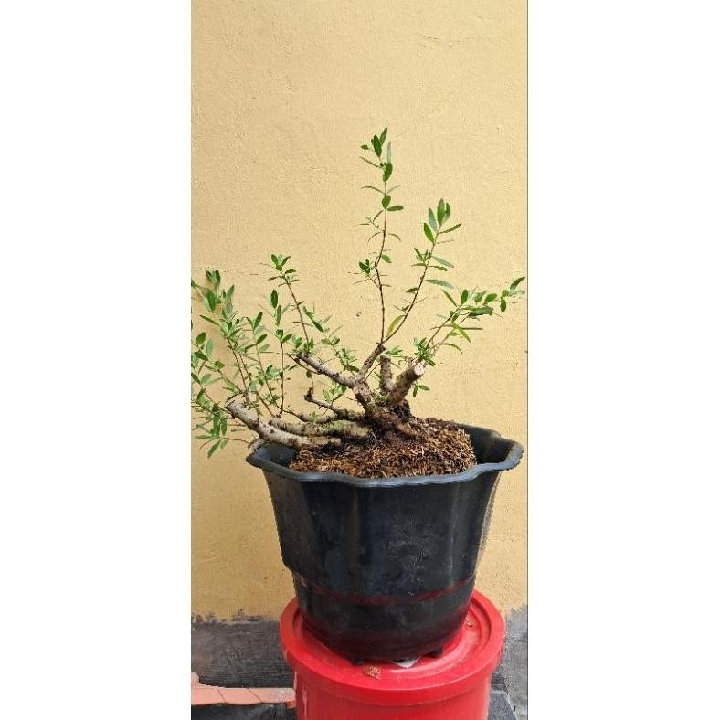 Tanaman Hias Bahan Bonsai Santigi Dongkelan - Savanan Bonsai