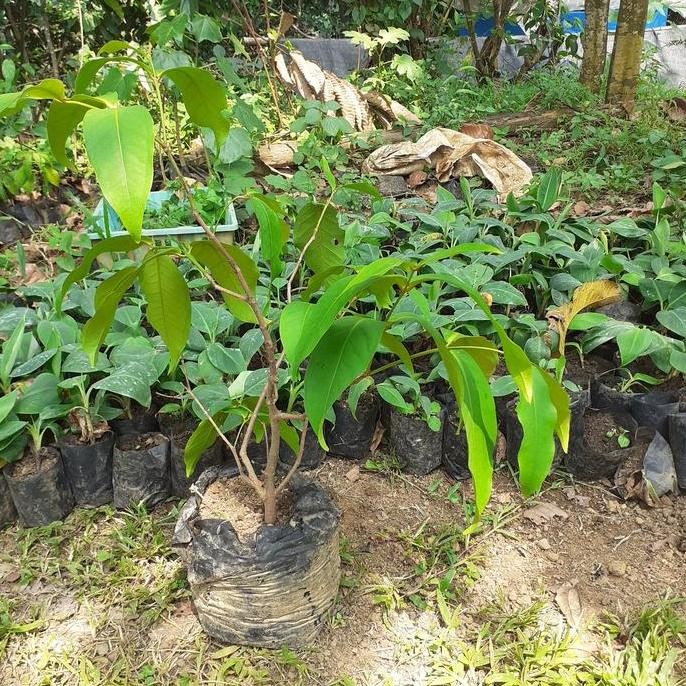 Terlaris Bibit Cangkok Jambu Madu Deli