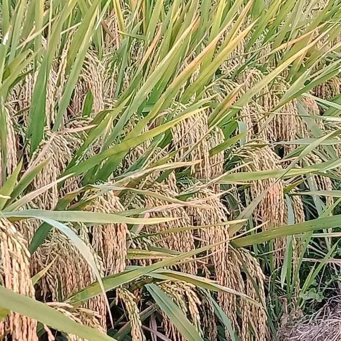 

Terlaris Padi Unggul Pmj-01(Padi Malai Jumbo)