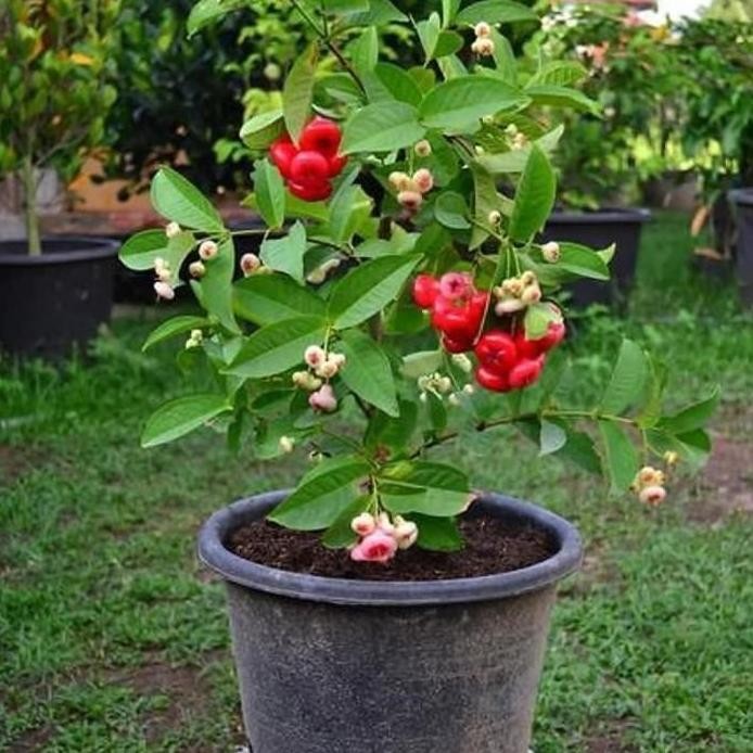 

Terlaris Bibit Jambu Air Kancing Siap Berbunga