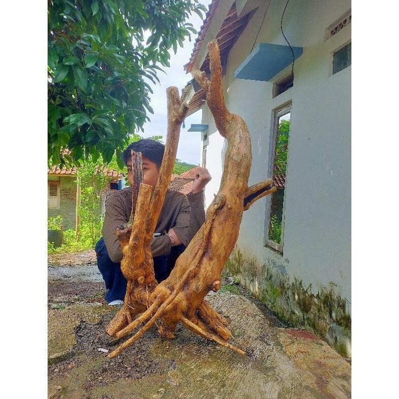 Tanaman Hias Bahan Bonsai Wahong Gunung Two'In Semi Taman Xxl - Savanan Bonsai