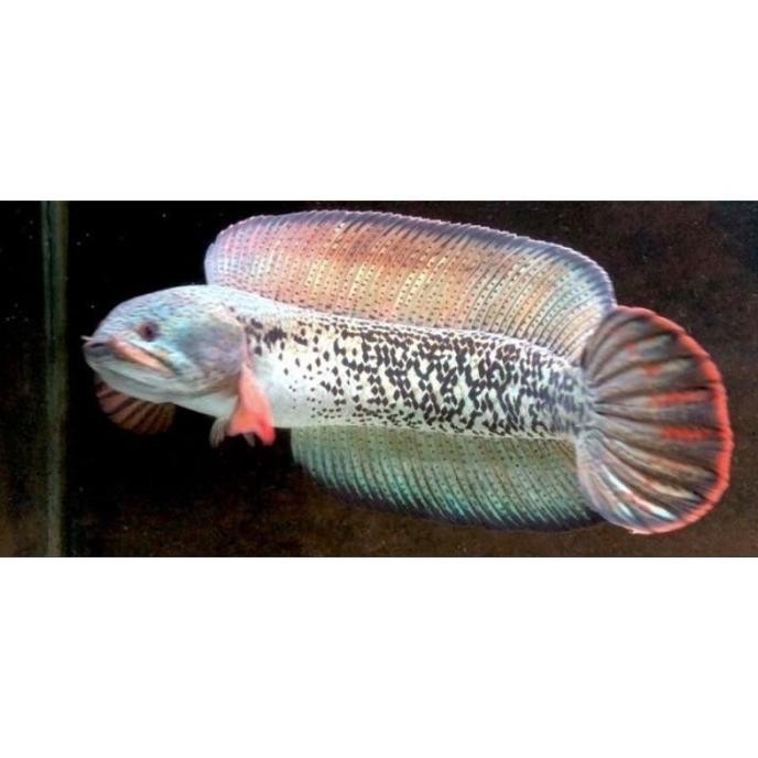 Terlaris Ikan Chana Barca Kontes Full Pelet 4-8